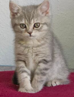 Kitten sucht sein zuhause für immer - Gelsenkirchen
