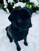 Junger Mops als Deckrüde in 49811