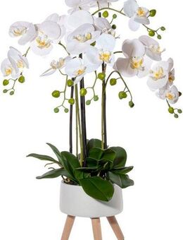 Kunstorchidee Orchidee Phalaenopsis in Keramikschale Orchidee Phalaenopsis, Creativ green, Höhe 75 cm, mit Real-Touch-Blüten und auf Füßen