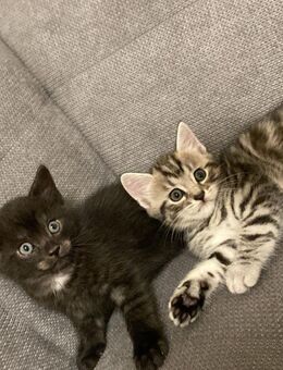 Liebevolle Katzenbabys suchen einen neues Zuhause - Leverkusen