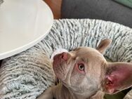 Französische Bulldogge Farbe Isabell - Baden-Baden