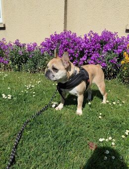 Rosie will endlich ankommen - Külz (Hunsrück)
