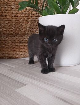 2 schwarze Kätzchen - Selters (Taunus)