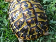 Weibliche Toscana Schildkröte aus 2018 zu vergeben Thh Artenrein wunder schön - Kasel-Golzig