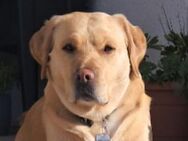 GOR: Traumhund sucht Herzmenschen - Gefrees