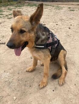 Kapa; Ruf der Wildnis - Geilenkirchen