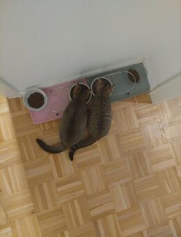 2 Kitten - Frechen