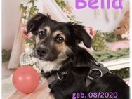 Bella (vor. Velvet) unsere Zuckerpuppe - Rinteln