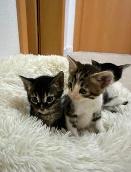 Bengal/BKH Kitten Mix Katze - Rastatt