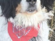 OLIVIA - ruhige, freundliche Setter-Mix- - Kempen