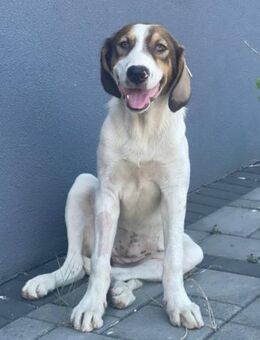 Lola 💗neugieriger, verschmuster HSH-Mix - Hamburg