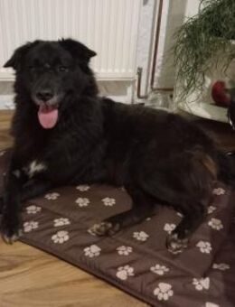 Emma - bei 29378 Wittingen - Overath