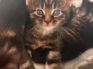 Maine Coon mix Kitten m/w - Kolkwitz