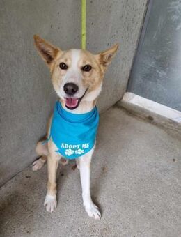 Freundlicher Pirolito - Eichenzell