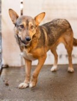 Biene, eine sensible Hündin in Schäferh - München