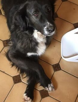 Paco 🍀🍀🍀 ist ein toller Rüde - Herxheim (Landau)