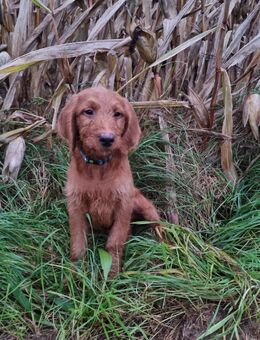 Labradoodle Welpen vom Züchter in der Farbe foxred - Obrigheim