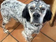 CHLOÉ -zauberhafte English-Setter-Hündin - Kempen