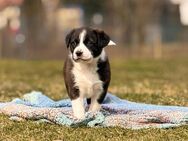 Mischlingswelpen (Australien Shepherd+Labrador+Schweißhund+Dogo Agentino) - Weißwasser (Oberlausitz)