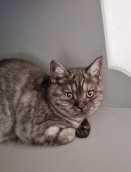 Weibliches Britisch Kurzhaar Kitten mit Stammbaum - Nümbrecht