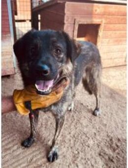 Dion - Pflegestelle oder Zuhause gesucht - Oberwies