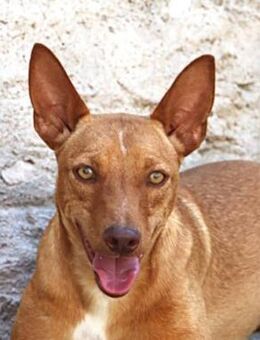 Mauricio blieb als letzter zurück - Rheine