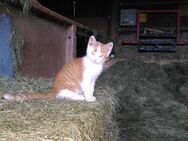 Bauernhofkatze zu verkaufen - Biberach (Riß)