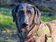 Kenai - Doggen-Mix - 2 Jahre - Tierhilfe Franken e.V. in 91207