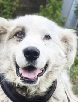 Unser Held Jorah sucht Zuhause - München