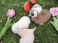 Reinrassige Pomeranian Welpen - Kyritz