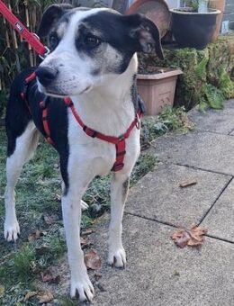 Frodo - Verschmuster Rüde auf PS in BW - Berlin