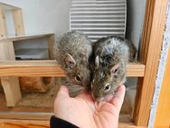 2 Degus (m) suchen großes zu Hause - Köln