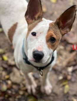 Lili5- klug, verspielt, sozial 04/25 ESP - Ruppertsecken