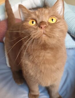 Bkh Cinnamon Katze mit Stammbaum - Berlin Charlottenburg-Wilmersdorf