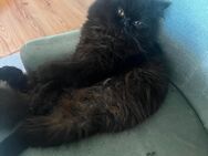 Perser Kater 1J. Alt - Dortmund Neuasseln