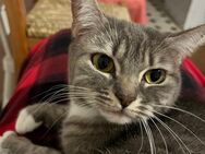 1BKH Haus Katze Kitten - Hattingen