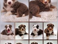 Miniature Australian Shepherd Welpen mit Papieren - Kyffhäuserland
