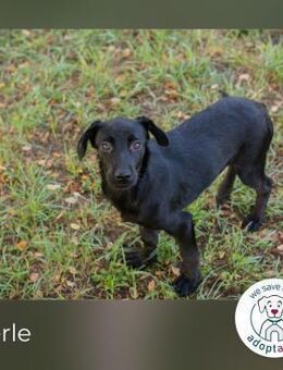 Merle:Sanftes Welpenmädchen sucht Famile - Kirchzell