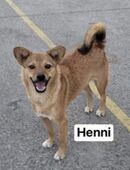 Henni - im Tierheim und kann doch lachen in 14165