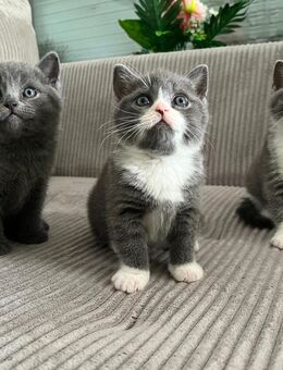 Britische kurzhaar Kitten - 2 Katerkitten und 1 Kätzchen - Ansbach Zentrum