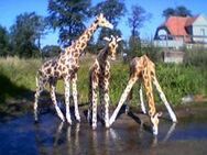 Giraffen 3er Gruppe lebensgroß Deko- & Werbefigur - Markersdorf