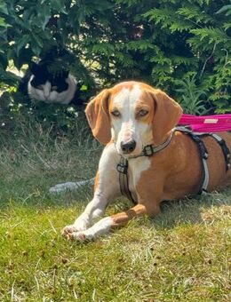 Annie - Recklinghausen
