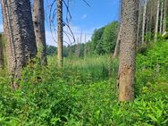 17 Min. v. Köln-Ost: Waldbaden in einem wilden Bachtal - Overath