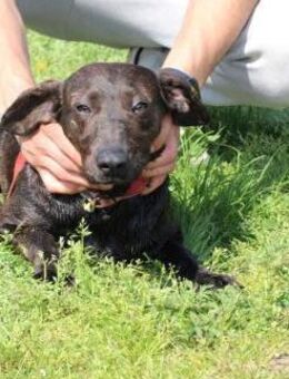 Elany - kinderlieb u. sehr verspielt - Lohra