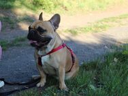 Französische Bulldogge 3 Jahre alt - Hungen