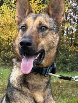 Thor sucht ein Zuhause! - Althütte