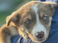 Nikita ist ein neugieriges Hundemädel 🐾 - Elsdorf (Nordrhein-Westfalen)