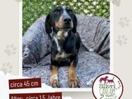 Wunderschöne Joy sucht ein zu Hause - Nürtingen