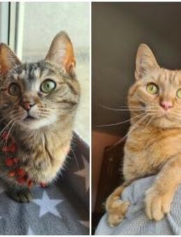 💞Portocala🐈 & Tzipy🐈- Schmusekatzen - Eislingen (Fils)