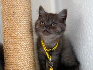 Bkh kitten - Chemnitz